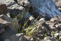 Poa paucispicula