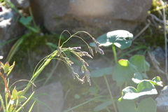 Poa paucispicula