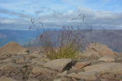 Poa paucispicula