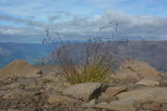 Poa paucispicula