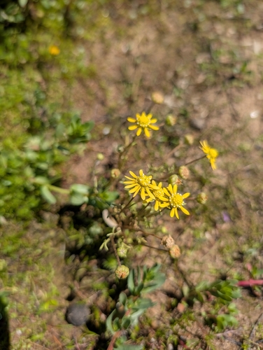 glue-seed (Blennosperma nanum)