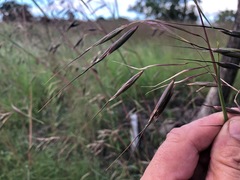 Themeda avenacea
