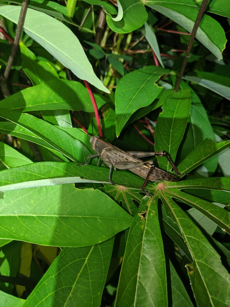 Valanga tenimberensis