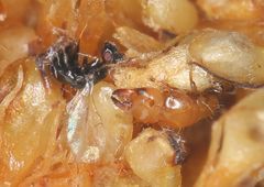 Otitesella longicauda