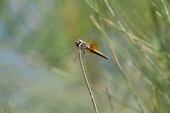 Aethriamanta nymphaeae