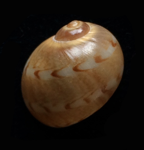 Notocochlis dillwynii