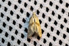 Cochylidia implicitana