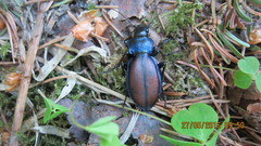 Carabus schoenherri