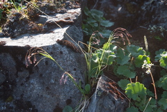 Poa paucispicula