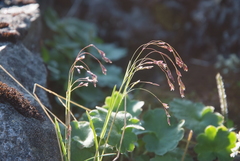 Poa paucispicula
