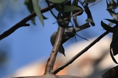 Melithreptus