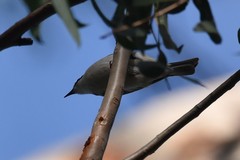 Melithreptus