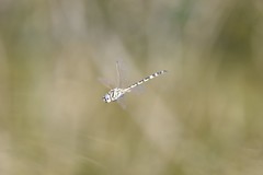 Hemicordulia intermedia