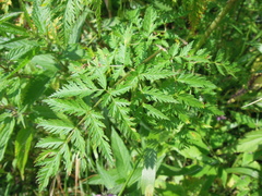 Conioselinum tataricum
