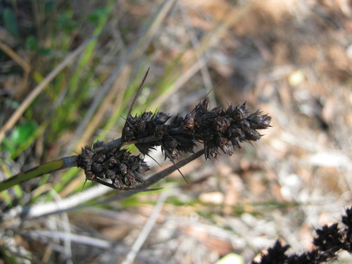 Lepidosperma congestum observed 2012-03-07
