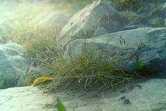 Poa paucispicula