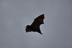 Pteropus alecto
