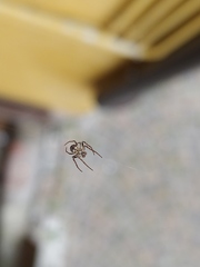 Araneidae