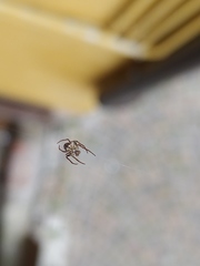 Araneidae