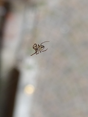 Araneidae