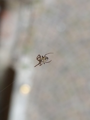 Araneidae