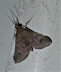 Piletocera macroperalis