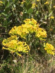 Kalanchoe densiflora