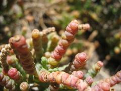 Tecticornia