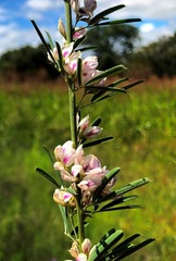 Lespedeza juncea