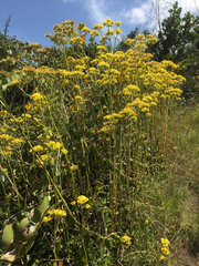 Kalanchoe densiflora