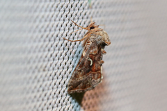 Autographa mandarina