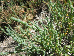 Tecticornia