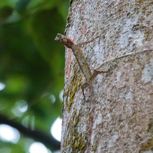 Draco taeniopterus, 2026-04-04