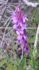 Vicia villosa