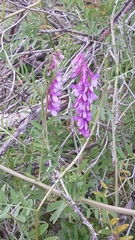 Vicia villosa