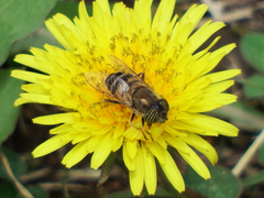 Eristalinus taeniops