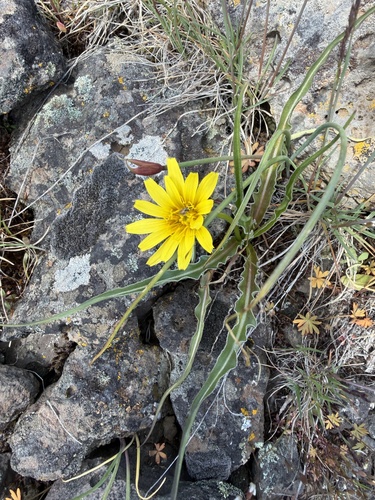 sagebrush false-dandelion (Nothocalais troximoides)