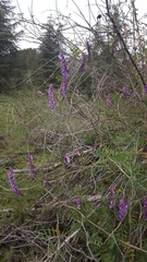 Vicia villosa