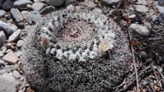 Mammillaria chionocephala