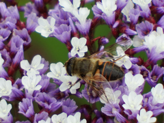 Eristalis tenax