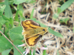 Hylephila