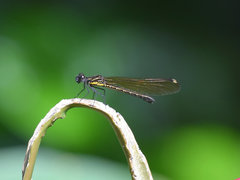 Aristocypha trifasciata
