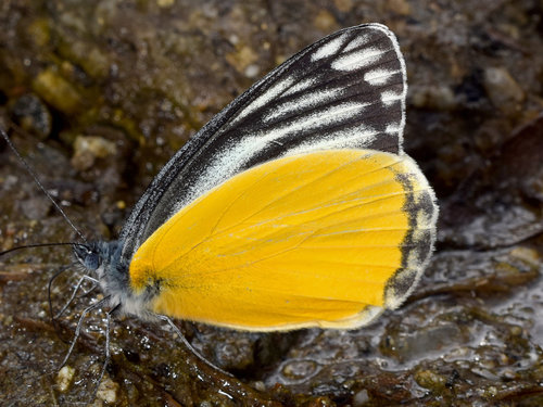 Yellow Jezebel