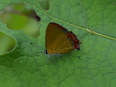 Heliophorini