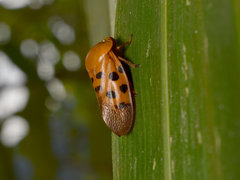 Homalostethus tabulatus