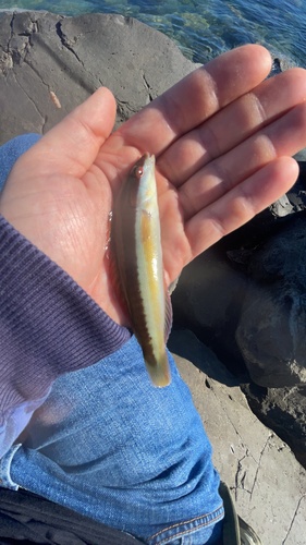 Coris julis