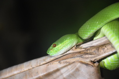 Trimeresurus insularis