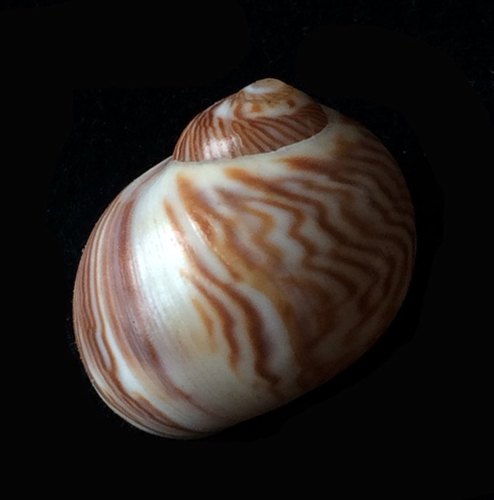 Tectonatica sagraiana