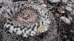 Mammillaria chionocephala