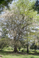 Ficus costaricana